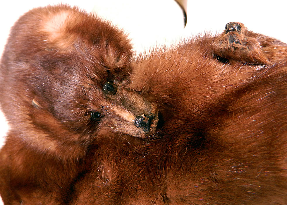 Vintage Mahogany Brown Stone Marten Mink Fur Stole Shawl Wrap Boa Cape
The stole measures 58 inches long. This beautiful quality made fur stole is in good condition, with only one frayed missing tiny paw leg. It is truly a wonderful piece of wearable fur art! 
